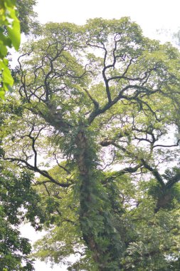 Ormanda yeşil yapraklar