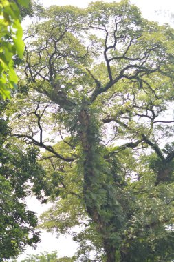 yeşil ağaç, doğa ve bitki örtüsü