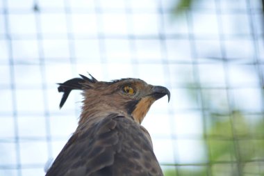 Şahinin portresini kapat.