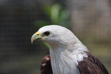 Kartal vahşi doğada