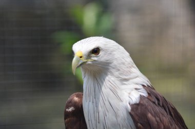 Kafeste güzel gözleri olan beyaz kuyruklu bir kartal.