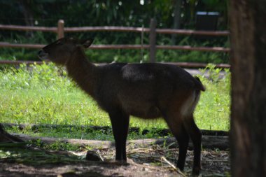 bir alanda genç geyik