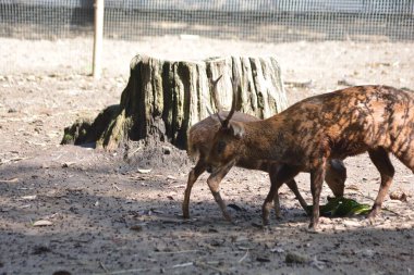 Hayvanat bahçesindeki geyik