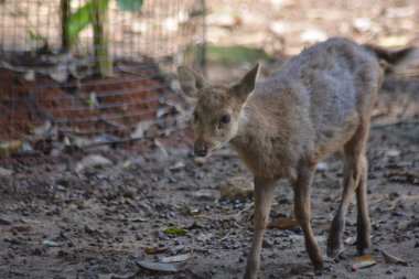 Ormandaki genç geyik