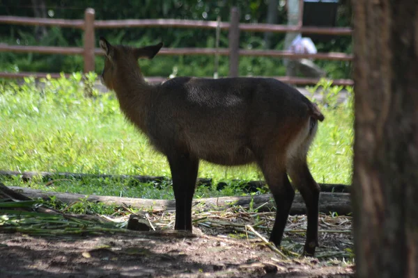 Parktaki genç bir geyiğin güzel manzarası.