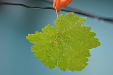 Yeşil bir yaprağa yaklaş