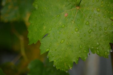 Bahçede yağmur damlaları olan yeşil üzüm.