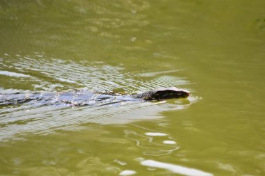 Timsah suda yüzüyor.