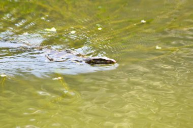 Sudaki bir timsahın yakın plan fotoğrafı.