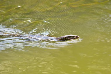 Su bir parkta gölette yüzüyor..