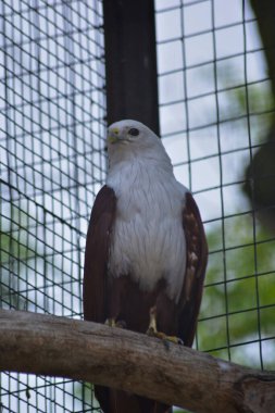 Esaret altında kartal, esir