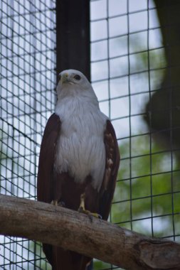 bir ağaç dalında oturan kartal
