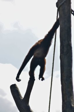 Ormanda kırmızı kuyruklu maymun