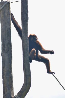 Tahta bir çitin üzerinde ip üzerinde bir maymun..