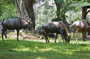 hayvanat bahçesinde vahşi geyik
