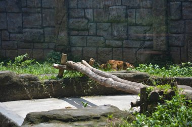 Hayvanat bahçesinde bir aslan