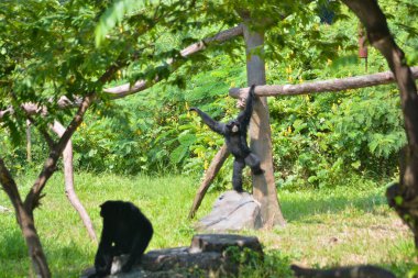Hayvanat bahçesindeki maymun