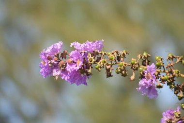 Yumuşak, bulanık doğal bir zemine karşı yeşil tohumlu Mor Krep Myrtle çiçeklerinden oluşan yatay bir dal.