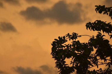 Bereketli ağaç yaprakları ve dallarından oluşan bir siluet. Doğa temalı arka planlar için mükemmel, dağınık gri bulutlarla parıldayan turuncu bir günbatımı gökyüzüne karşı kurulmuş.