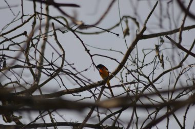 İnce dallarla kısmen gizlenmiş erkek bir Minivet kuşu, parlak turuncu göbeğini bir ormanlık alanın doğal yeşilliklerinde gösteriyor.
