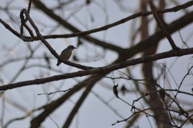 Bir sade çiçekçik, ince bir dala tüneyerek gökyüzüne doğru tuhaf bir pozla yakalanır.