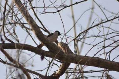 Sooty-head Bulbul (Pycnonotus aurigaster) belirgin siyah arması ve kahverengi-gri gövdesi ile kalın bir ağaç dalına tünediği görülmektedir.