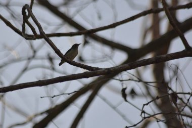 Sade bir çiçekçiye (Dicaeum minullum) yakın plan doğal ormanlık alanındaki bir ağaç dalında sessizce oturmaktadır.