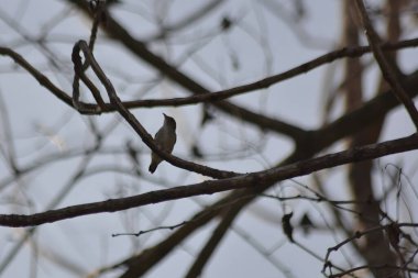 Bir sade çiçekçik, ince bir dala tüneyerek gökyüzüne doğru tuhaf bir pozla yakalanır.