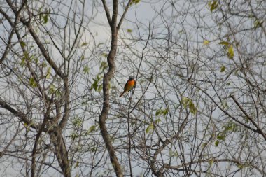 Kurak mevsimde bir dalda otururken ateşli turuncu alt parçalarını sergileyen güzel bir Minivet.