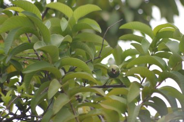 Meyve taşıyan bir ağaçtaki canlı yeşil yaprakların arasına yerleşmiş, karakteristik takvimi olan tek bir olgunlaşmamış guava meyvesinin makro görüntüsü.