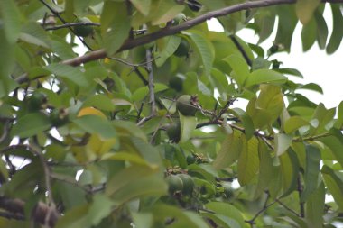 Bir guava ağacının dalları arasında büyüyen tropikal bir bahçede birden fazla küçük yeşil meyve gelişmesini gösteren bir manzara.