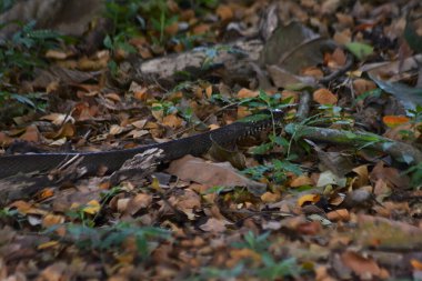 Siyah bir yılanın gövdesinin ağaçlar ve yapraklar arasında gezindiğini gösteren bir yan görüntü.