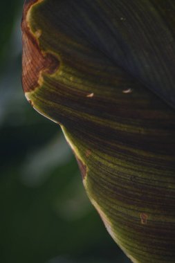 Yeşil sağlıklı doku ve kahverengi arasındaki geçişe odaklanan dikey yakın plan geniş yapraklı bir yaprak üzerinde ölen kenarlar, doğal çürümeyi gösteriyor.