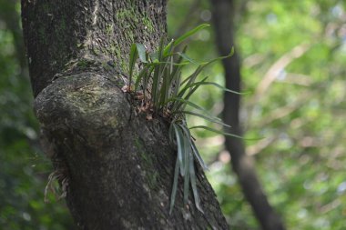 Güçlü bir tropikal ağacın nemli, yosun kaplı kabuğunda gelişen yabani eğreltiotu ve epifiz bitkilerinin ayrıntılı görüntüsü