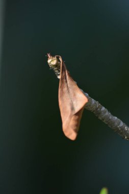 Yeşil bir bitkinin gövdesine yapışan solmuş kahverengi yaprağın makro çekimi yaşam döngüsünü sembolize ediyor.