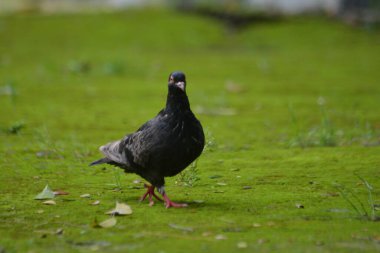 Tüm vücut profilinde şehir güvercini sığ derinlik ve doğal ışıkla canlı yosun zemininde duruyor; göz teması karakter ekler