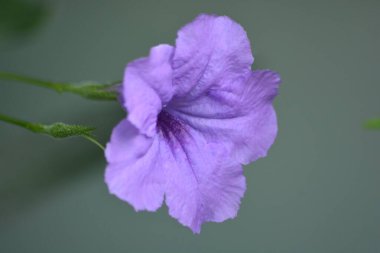 Mor bir çiçeğin merkezli makro portresi pürüzsüz tarafsız bir zemine karşı. Yüksek detay ve cömert kopya alanı