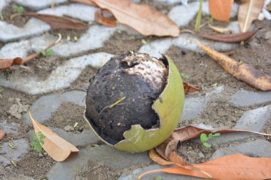 Yerde toprak ve kuru yapraklarla çürümüş tropikal meyveler var. Gıda atıkları, çürüme, gübre ve çevresel temalar için güçlü konsept görüntü