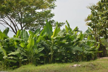 Olgun ağaçlar ve açık gökyüzü ile tropikal kırsalda muz tarlası. Gıda ve çevre kavramları için sakin bir kırsal tarım manzarası