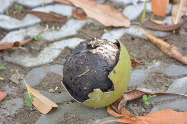 Yüzen bir tohuma ya da dalgalı bir fındığa ve ıslak yüzey dokusuna yakın durun. Doğa, ekoloji, su kavramı ve soyut arkaplan için kullanışlı