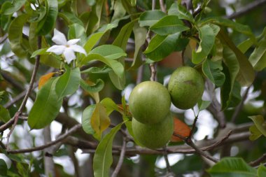 Yaprakları ve beyaz çiçeklerle dallardan sarkan bir grup yeşil, yuvarlak tropikal meyve. Tarım, tropikal meyve ve bitki yetiştirme kavramları için doğal meyve bahçesi sahnesi