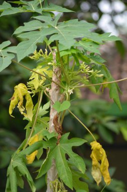 Büyük yeşil yaprakları ve tropik bir bahçede tomurcukları olan Papaya bitkisi. Tarım, bahçıvanlık, organik tarım, tropikal bitkiler ve bahçe işleri için kullanışlı.