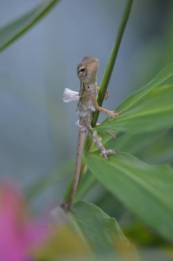 Temiz bir arka planı olan yapraklarla çerçevelenmiş yeşil bir sapa tırmanan küçük kertenkele. Vahşi yaşam, sürüngen, doğa ve uzay düzenleri için harika.