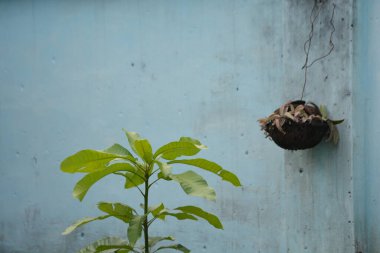 Mavi bir duvarın önünde, sağında asılı bir tencereyle büyüyen genç yeşil tropikal bitki. Şehir doğası ve sakin yaşam tarzı kavramları için güçlü bir kopya alanına sahip minimum açık hava sahnesi.
