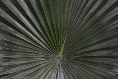 Merkezden görünen bir palmiye yaprağının soyut radyal deseni. Arkaplan tasarımı ve doğa kavramları için güçlü geometrik çizgiler ve tropikal doku ideali