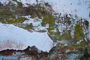 Rutubetli yosun kaplı beton çıkıntıdan filizlenen küçük yeşil bitki. Büyüme direnci ve kentsel yüzeyleri geri alan doğa sembolü