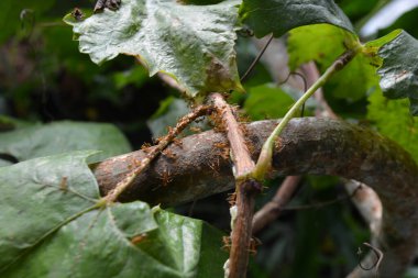 Yeşil yapraklarla çevrili bir ağaç dalında sürünen kırmızı karıncaların yakın görüntüsü. Doğal bir açık hava ortamında böcek ve vahşi yaşam davranışlarını gösteriyor..