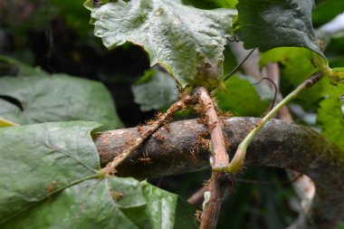 Kavisli bir ağaç dalında sürünen birkaç kırmızı karıncanın detaylı makro görüntüsü. Büyük yeşil yapraklar, tropik bir açık hava ortamında böcek aktivitesi ve doğal yaşam davranışları gösteriyor..