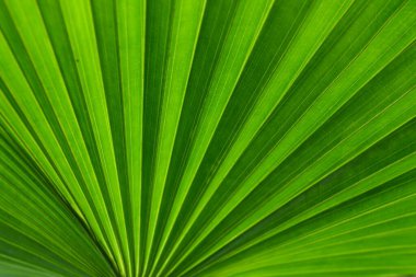 Parlak yeşil bir yelpaze palmiye yaprağının canlı geometrik deseni. Kaburgaları birleştirerek doğal dokuyu temizler. Çevresel tasarım ve sağlıklı görsellik için ideal.
