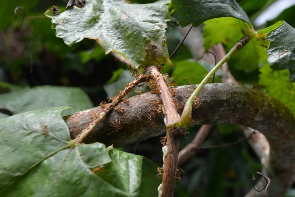 Yeşil yapraklarla çevrili bir ağaç dalında sürünen kırmızı karıncaların yakın görüntüsü. Doğal bir açık hava ortamında böcek ve vahşi yaşam davranışlarını gösteriyor..